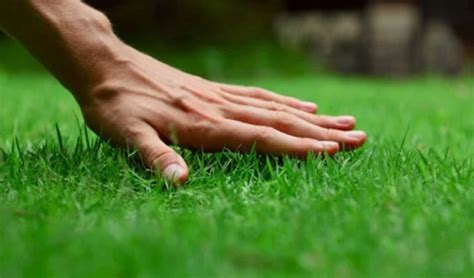 Health Benefits Of Bermuda Grass You Need To Know Amazing Nature