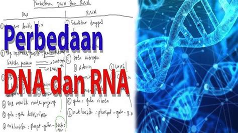 PERBEDAAN DNA dan RNA, Apa Itu DNA dan RNA ? - Tribunpontianak.co.id