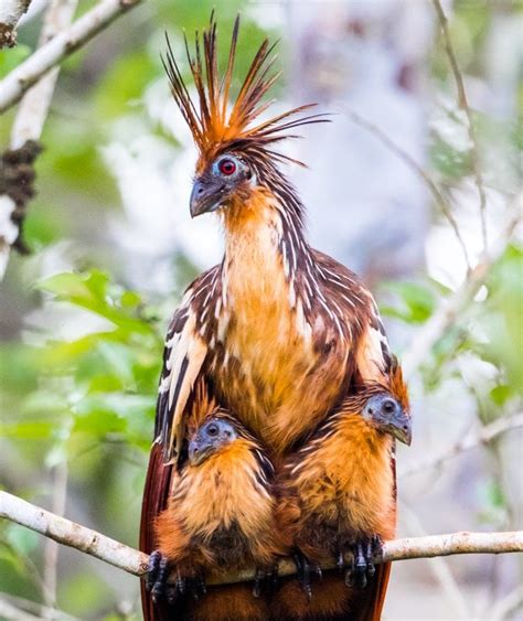 The chicks of the Hoatzin have claws on their wings with which they ...