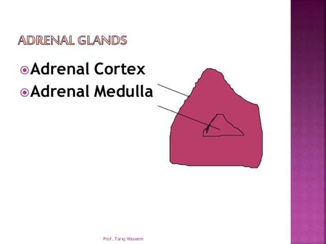 Adrenal Disorders 1