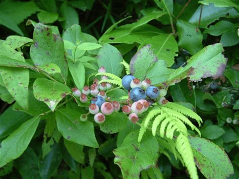 Wild Berries In Appalachia Blind Pig And The Acorn