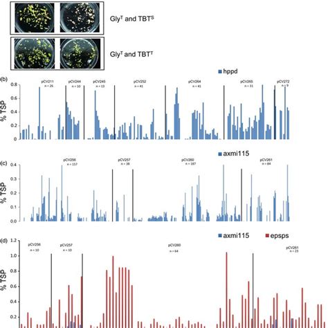 Targeted Sequence Insertion Tsi Events Of Different Donor Dnas