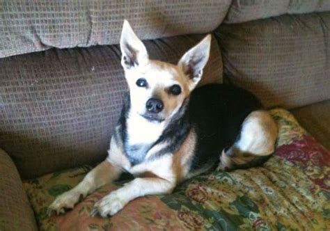 Chiweenie dog for Adoption in Arcadia, FL. ADN-464224 on PuppyFinder.com Gender: Male. Age ...