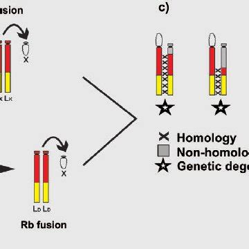 Schematic View Of The Origin Of Neo Sex Chromosomes In Boliviacris