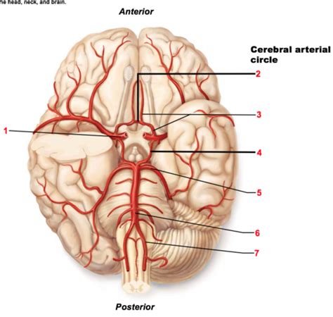 Artery Diagram Flashcards Quizlet Hot Sex Picture