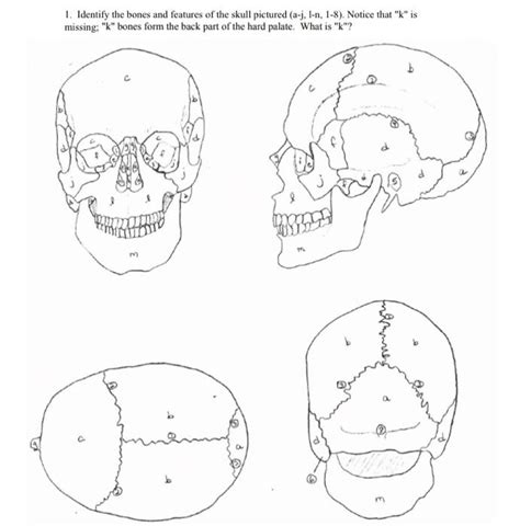 1 Identify The Bones And Features Of The Skull Chegg