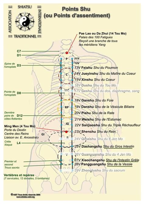 Shiatsu Acupression Points Shu Acupuntura Puntos Acupuntura Acupresión