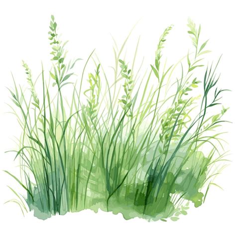 Premium Vector Hand Drawn Grass Watercolor Vector Illustration