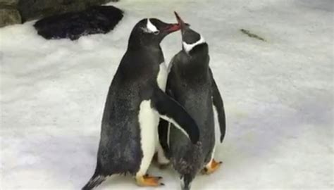Gay Penguin Couple In Australia Gets A Real Egg To Foster