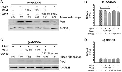 Inhibition Of The PI3K Akt And MEK ERK Signaling Pathways Affects PSaV