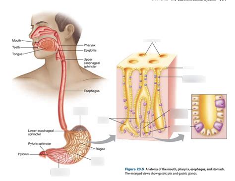 Stomach Cell Diagram