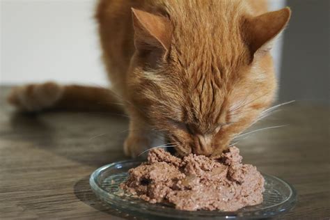 Deliciosas Recetas Caseras De Comida Para Gatos Revisadas Y Aprobadas