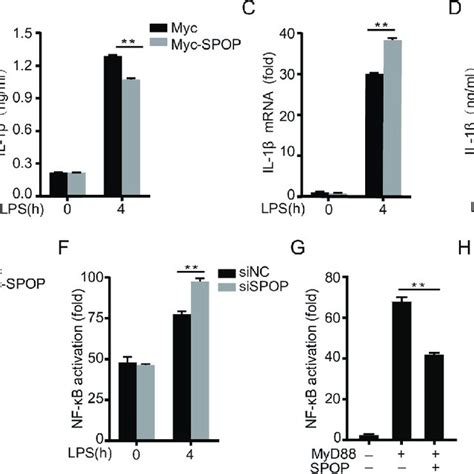 Chspop Negatively Regulates Nf B Signaling And Il Production A