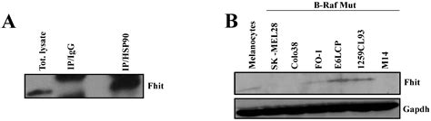 Biomedicines Free Full Text The Tumour Suppressor Fhit Protein