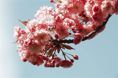 Flor De Cerezo Japon S En Primavera Vista De Cerca Foto Premium