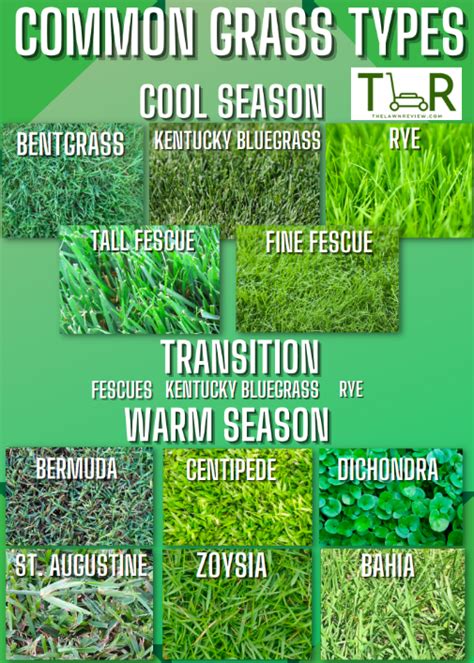 Best Fertilizer For Every Grass Type (2024 Guide) | TLR