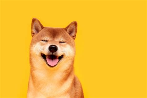 Shiba Inu Whale Geeft 250k In SHIB Uit Aan Een Cadeaubon Newsbit