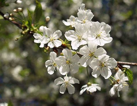 Como Plantar Ameixa Ameixeira Prunus Subg Prunus