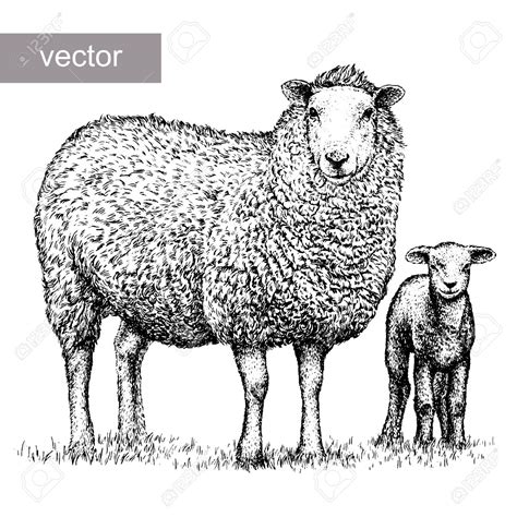 Realistic Sheep Drawing at GetDrawings | Free download