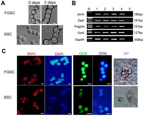 A Freshly Isolated Fgscs And Sscs Have A Round Shape With Large