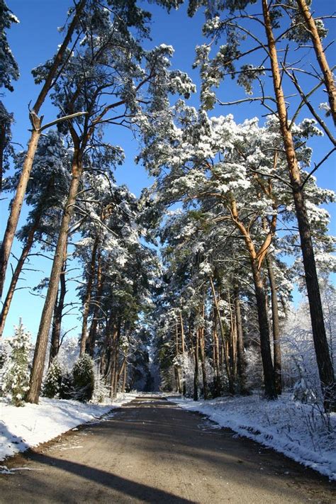 Winter scenery stock image. Image of scenery, nature - 48368819