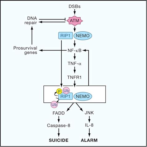 Nemo And Rip1 Control Cell Fate In Response To Extensive Dna Damage Via