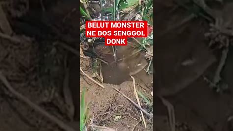 Ini Namanya Belut Monster Tarikannya Dahsyat Untung Pakai Pancing Kuat