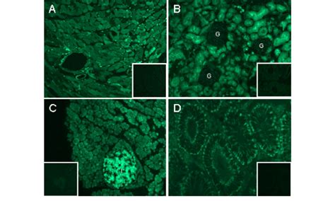 Gfp Expression Patterns In Non Neural Tissues In Adult Gfp