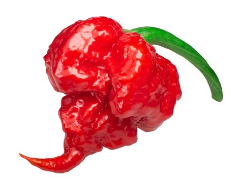 Carolina Reaper Pepper Vs Habanero Dikipos