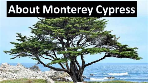 Monterey Cypress Hesperocyparis Macrocarpa Native California