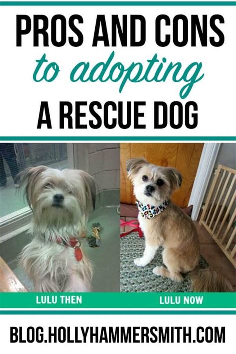 Pros And Cons Of Adopting A Rescue Dog Welcoming Simplicity