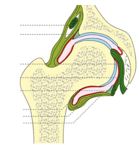 Diagramme De Articulation De La Hanche Quizlet