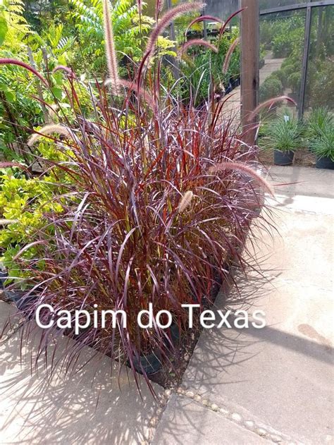 Capim Do Texas Capim Do Texas Paisagismo Plantas