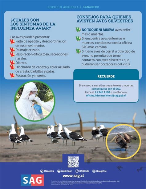 Alerta Por Influenza Aviar Medidas Para Evitar El Contagio En Aves De