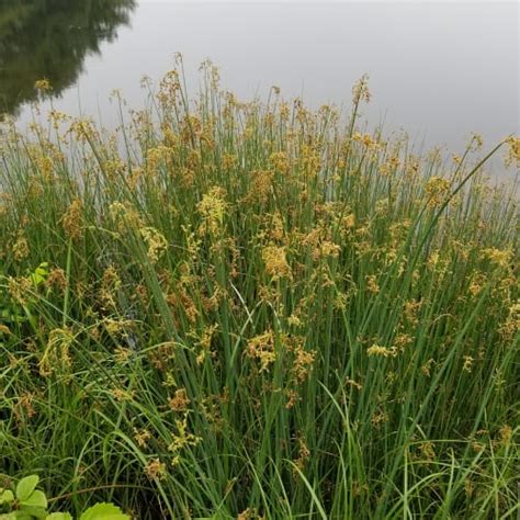 15 Water Loving Grasses 2023 Water Tolerant Species Pond Informer