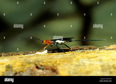 Javanese ichneumon fly Stock Photo - Alamy