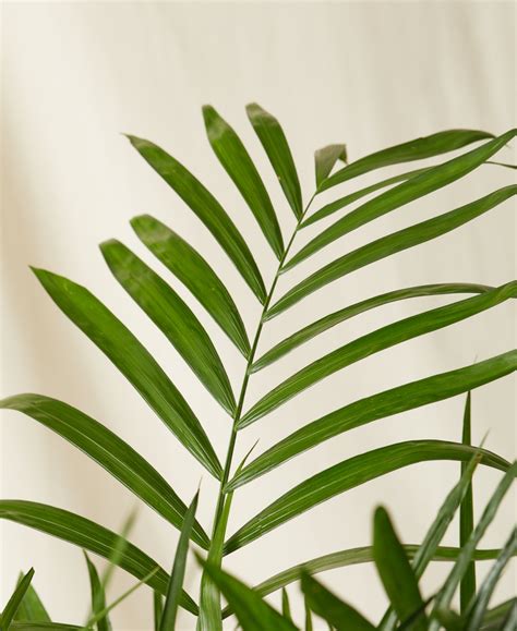 Buy Potted Bamboo Palm Indoor Plant Bloomscape