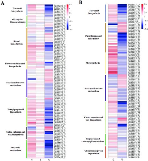 Comparisons Of DEGs A Heatmap Comparison Of DEGs In The Most