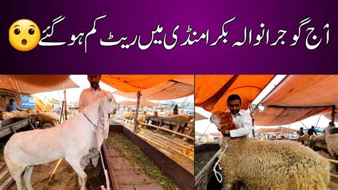 Gujranwala Bakra Mandi 2023 Low Prices In Gujranwala Bakra Mandi