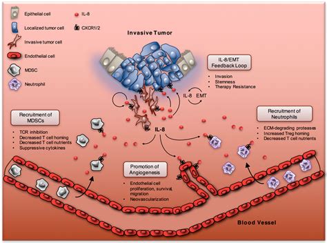 Vaccines Free Full Text The IL 8 IL 8R Axis A Double Agent In