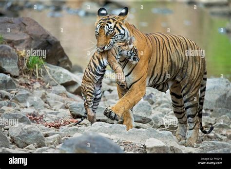 Bengal Tiger Panthera Tigris Tigris Female Noor T39 Carrying Cub Ranthambore National Park