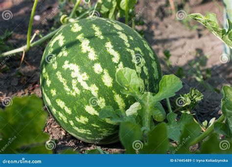 Watermelon In The Garden Lying On The Ground Stock Image Image Of