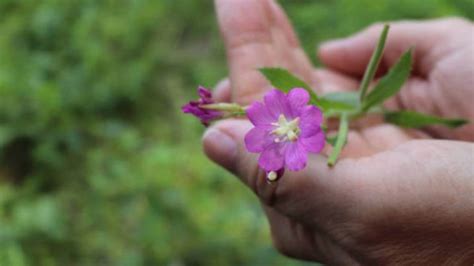 Planta Pe Care Mul I O Ignor I Care Este Un Leac Natural Pentru