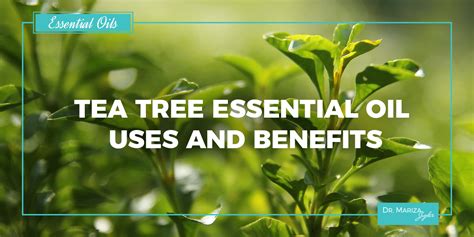 Melaleuca Tea Tree Essential Oil Uses Benefits