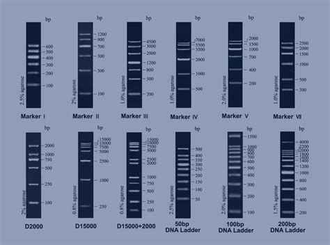 单一条带Marker 子分类 DNA分子量标准 科研试剂 产品中心 天根生化科技北京有限公司