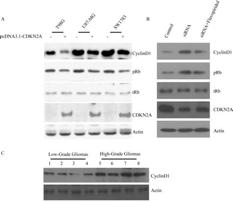 Cdkn A Negatively Regulated Prb And Down Regulated Level Of Cell Cycle