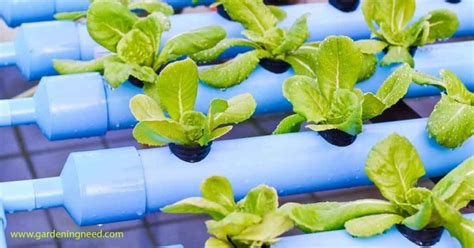 How Often To Water Hydroponic Plants Gardening Need