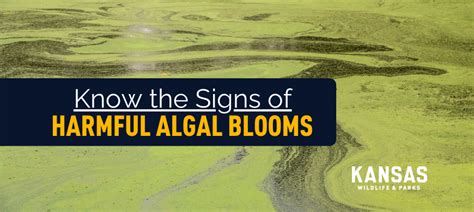 All Should Avoid Harmful Algae Blooms