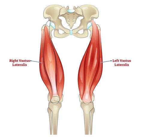 7 Best Vastus Lateralis Exercises With Pictures Inspire US