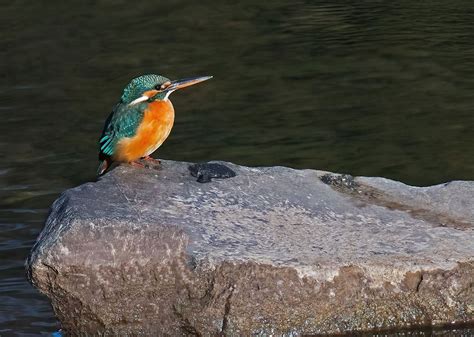 Common Kingfisher Mike Friel Flickr